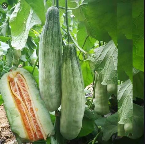 Hạt Giống Dưa Lê Quả Dài Yang Jiao Mi