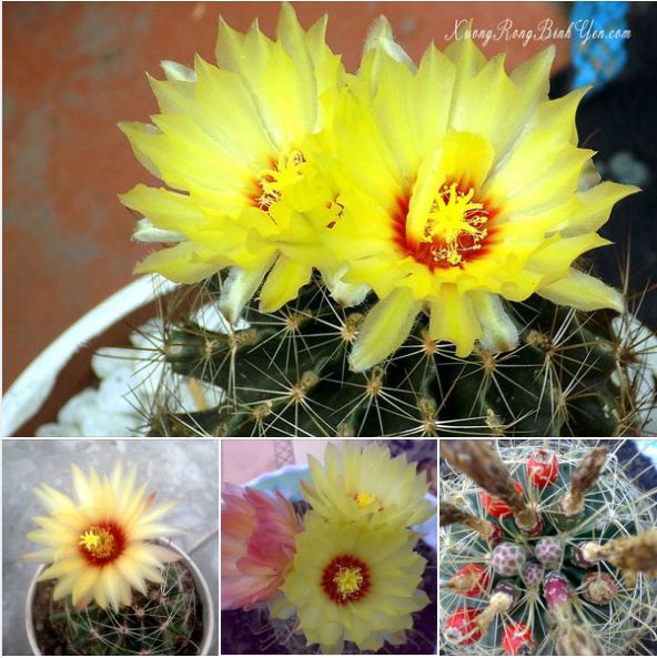 Hạt giống hoa xương rồng hamato