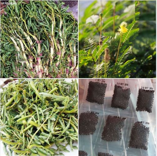 Hạt Giống Rau Nhút - Rau Rút Dút