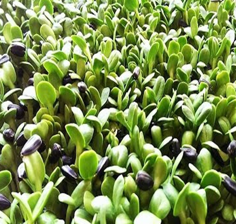 Hạt Giống Rau Mầm Hướng Dương - Gói 50gram