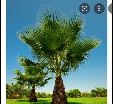 Hạt giống cây cọ mỹ ( Pritchardia filifera )