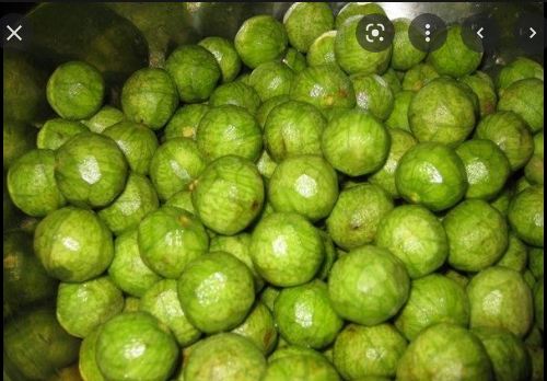 Hạt giống cây sấu trắng - 5 hạt