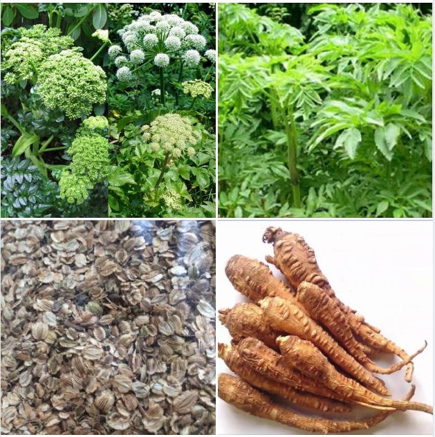 Hạt Giống Cây Bạch Chỉ