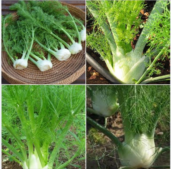 Hạt Giống Củ Thì Là ( Củ Hồi Mỹ  ) - Gói 50 hạt