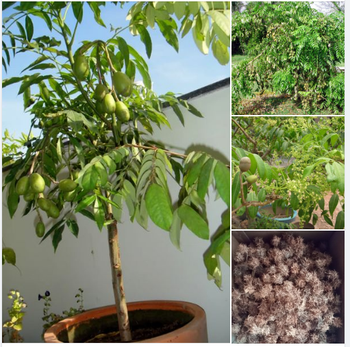 Hạt Giống Cây Cóc Thái