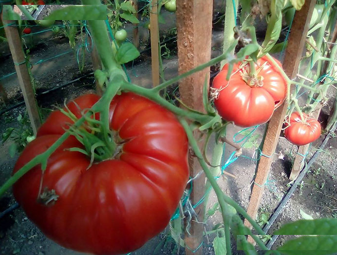 Hạt Giống Cà Chua Khổng Lồ F1