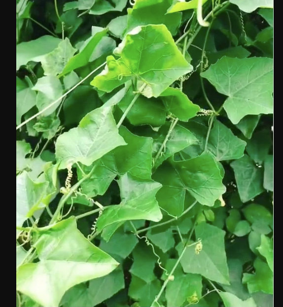 Hạt Giống Cây Bình Bát Dây