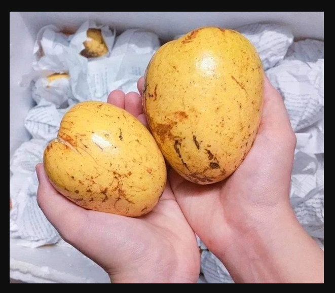 Hạt Giống Cây Bình Bát Thân Gỗ