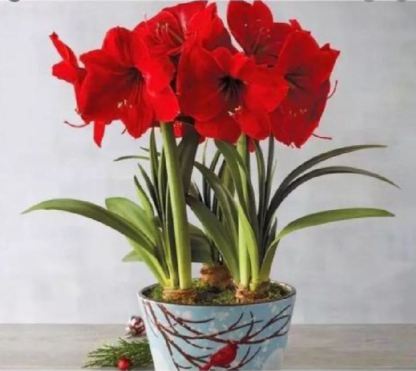 Củ Giống Hoa Huệ Tây Hoa Màu Đỏ Nhung