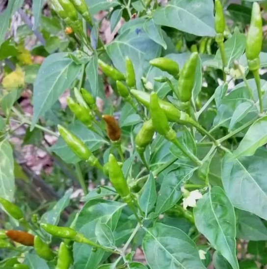 Hạt Giống Ớt Xiêm Xanh Thái Lan