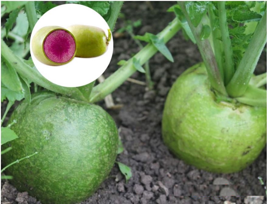 Hạt giống củ cải xanh ruột đỏ - Gói 2gram