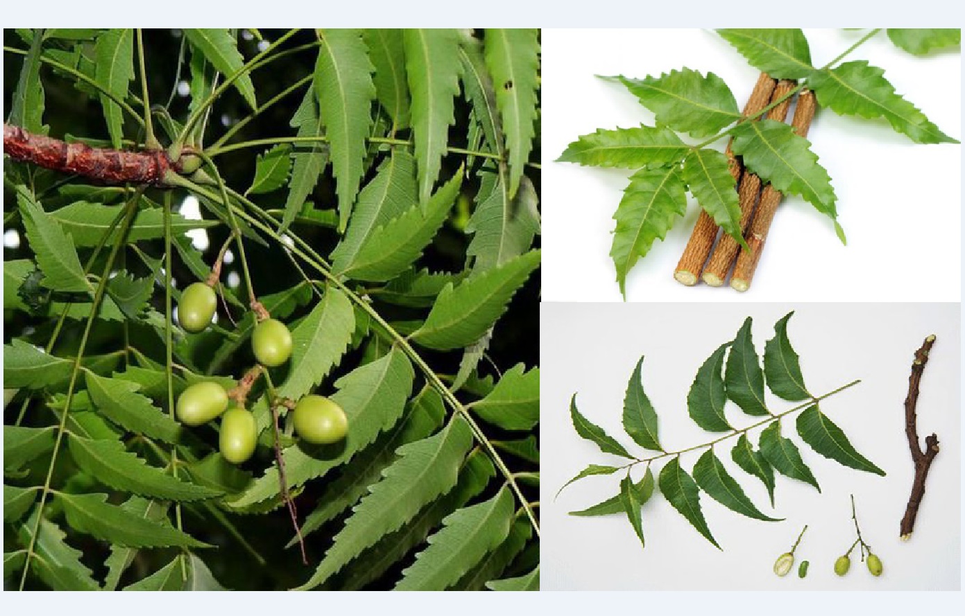 Hạt Giống Cây Xoan Ta - Sầu Đông, Thầu Đâu