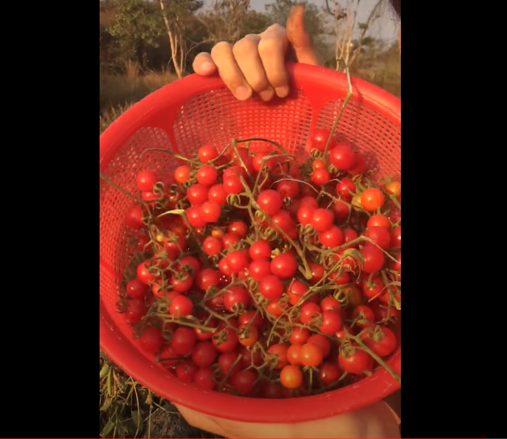 Hạt Giống Cà Chua Bi Rừng Cà Chua Bi Dại