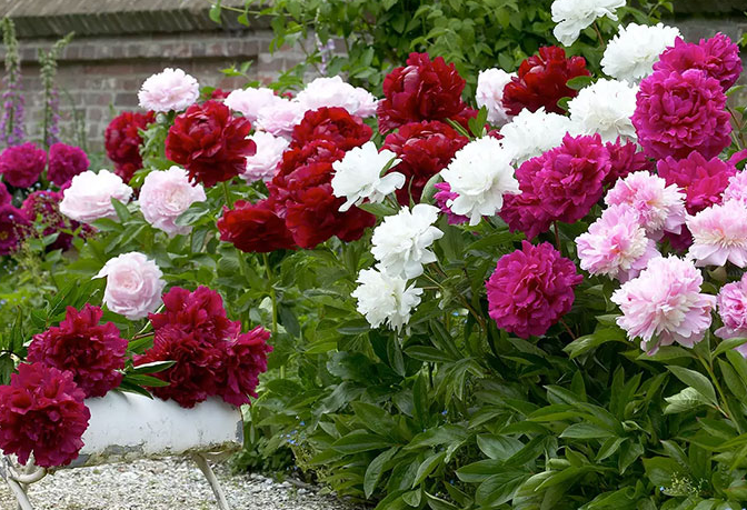 Hạt Giống Hoa Mẫu Đơn Nhiều Màu