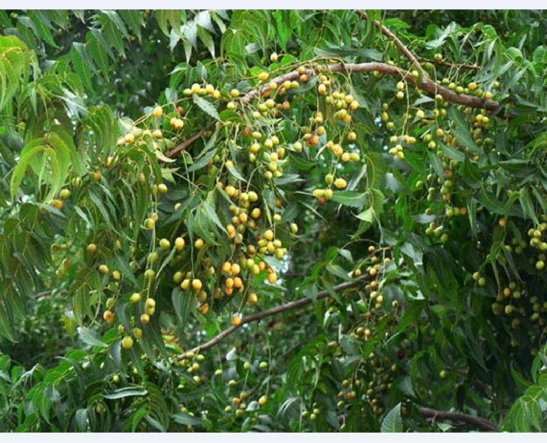 Hạt Giống Cây Xoan Ta - Sầu Đông, Thầu Đâu