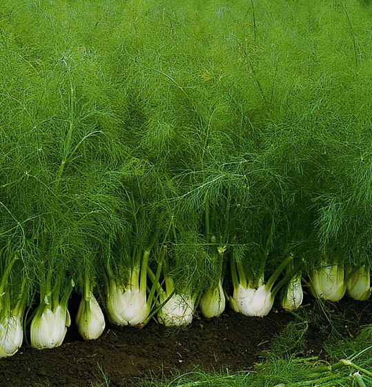 Hạt Giống Củ Thì Là ( Củ Hồi Mỹ  ) - Gói 50 hạt