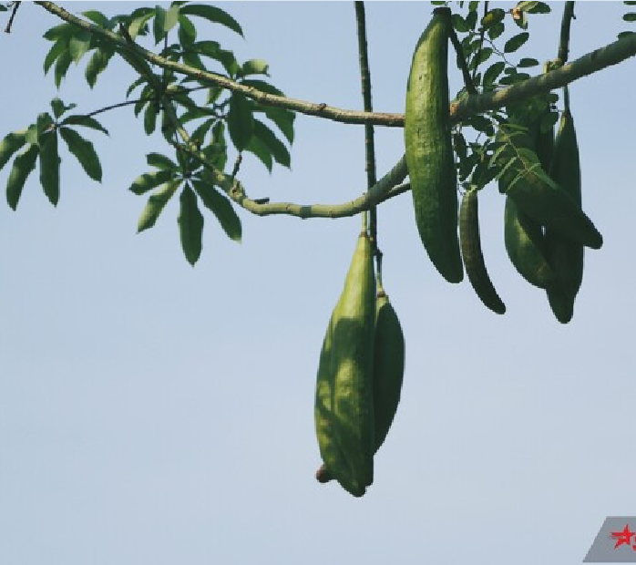 Hạt Giống Cây Bông Gòn