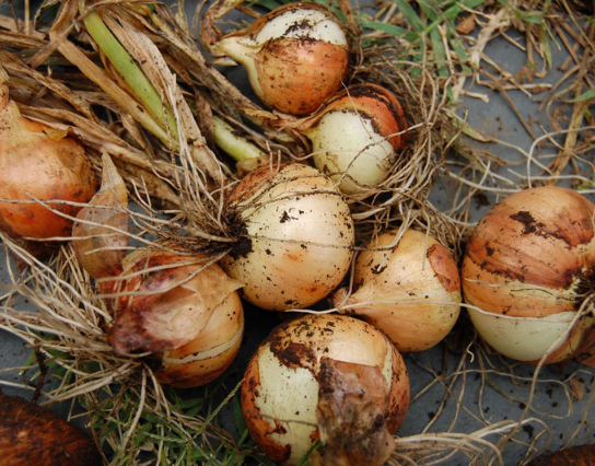 Hạt Giống Hành Củ Yellow Texas Grano