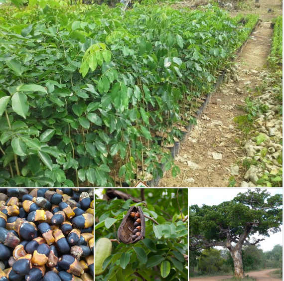 Hạt giống cây gõ đỏ