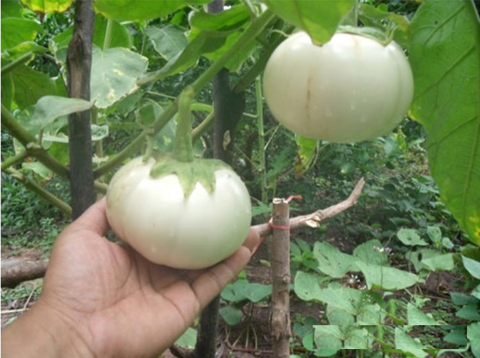 Hạt Giống Cà Bát Trắng Cao Sản