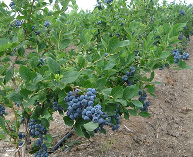 Hạt Giống Trái Việt Quất Xanh