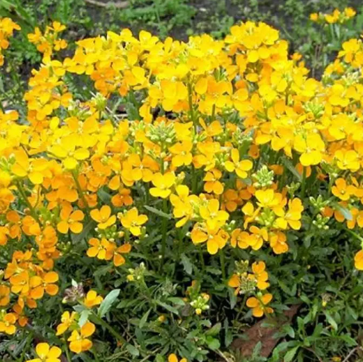 Hạt Giống Hoa Quế Trúc Vàng Cam