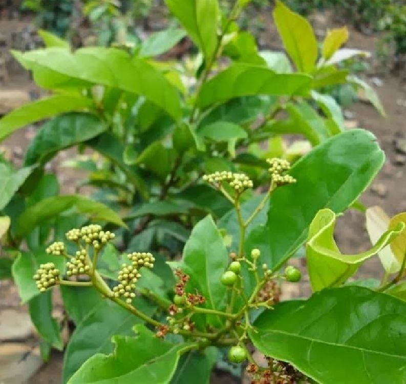 Hạt giống cây lá cách là cách biển, lá vọng cách