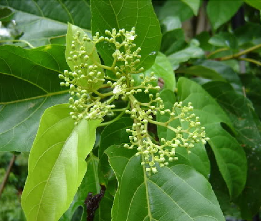 Hạt giống cây lá cách là cách biển, lá vọng cách