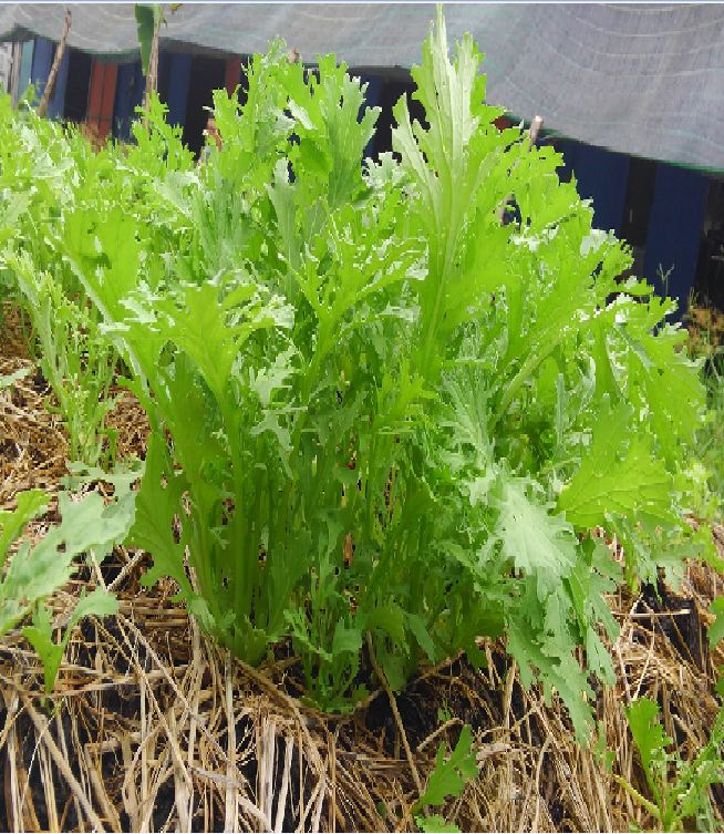 Hạt giống rau cải xanh Nhật Bản - Gói 10gram