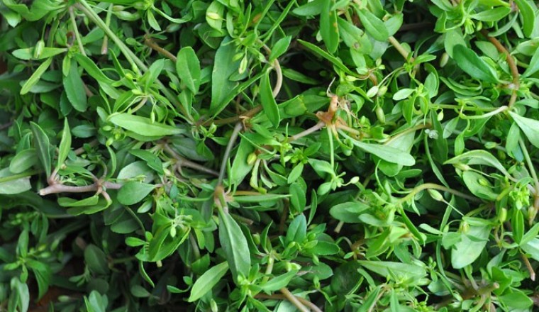 Hạt Giống Rau Đắng Đất