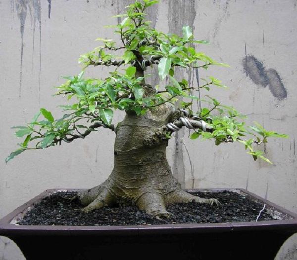 Hạt Giống Sung Kiểng Bonsai