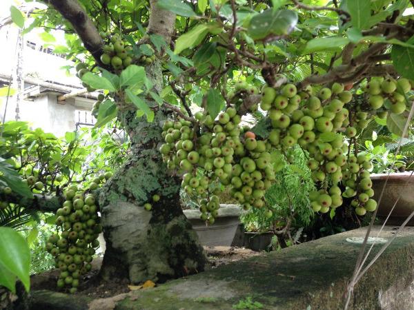 Hạt Giống Sung Kiểng Bonsai