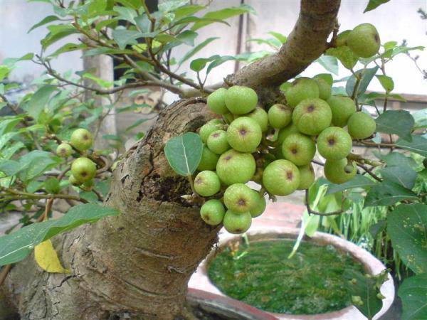 Hạt Giống Sung Kiểng Bonsai
