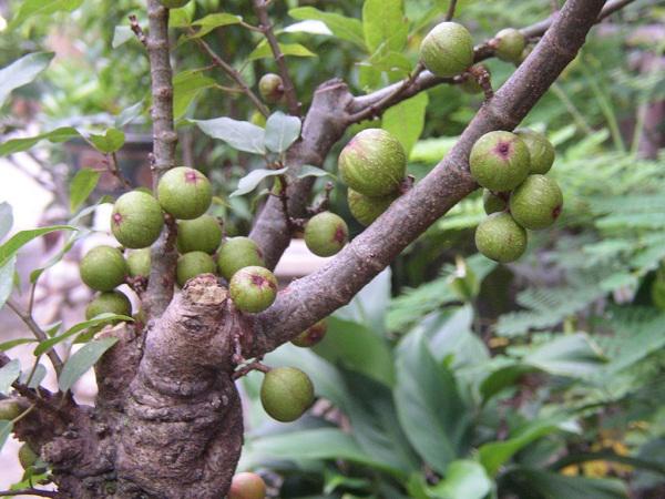 Hạt Giống Sung Kiểng Bonsai