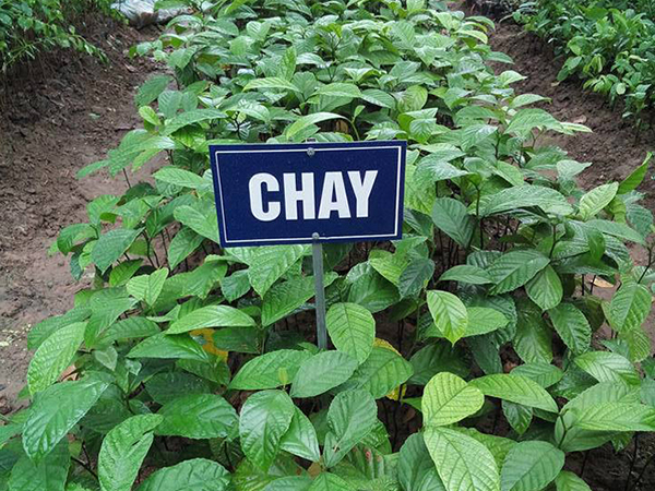 Hạt Giống Cây Chay