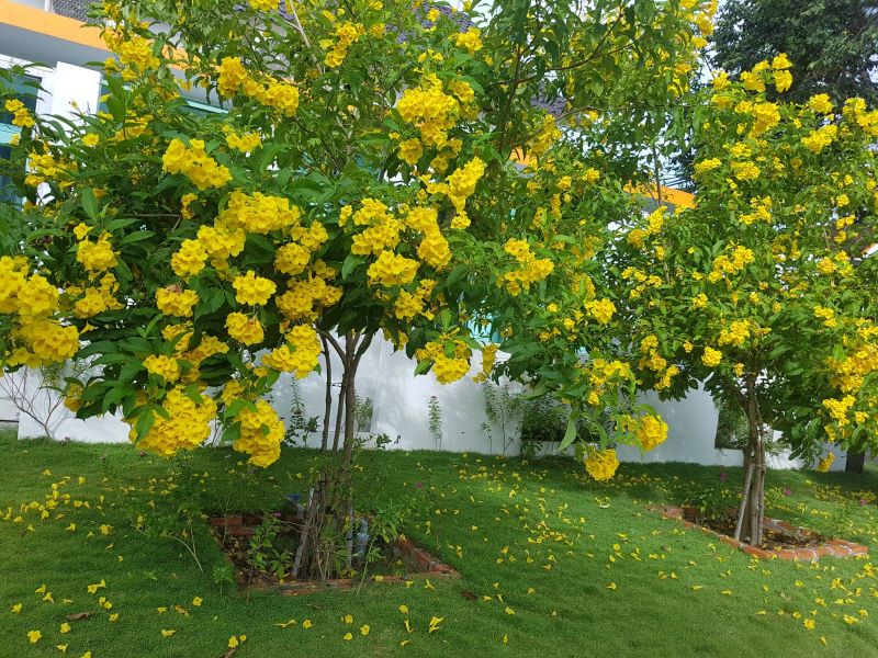 Hạt Giống Cây Hoa Chuông Vàng