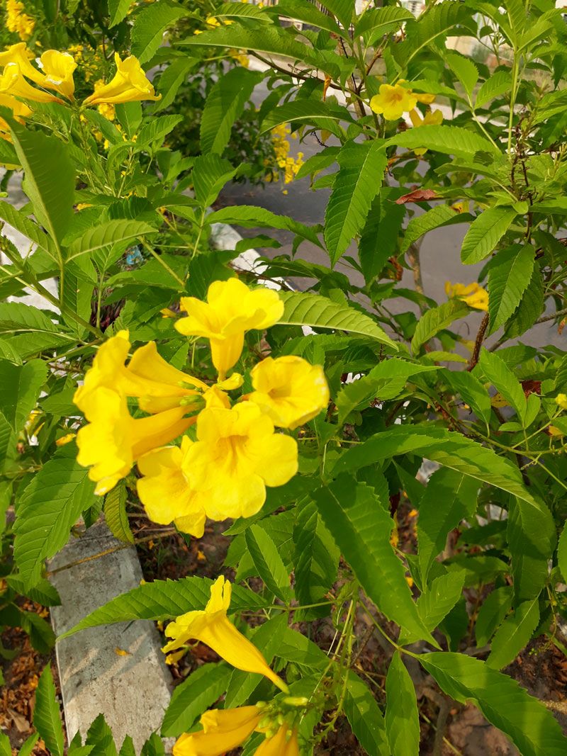 Hạt Giống Cây Hoa Chuông Vàng