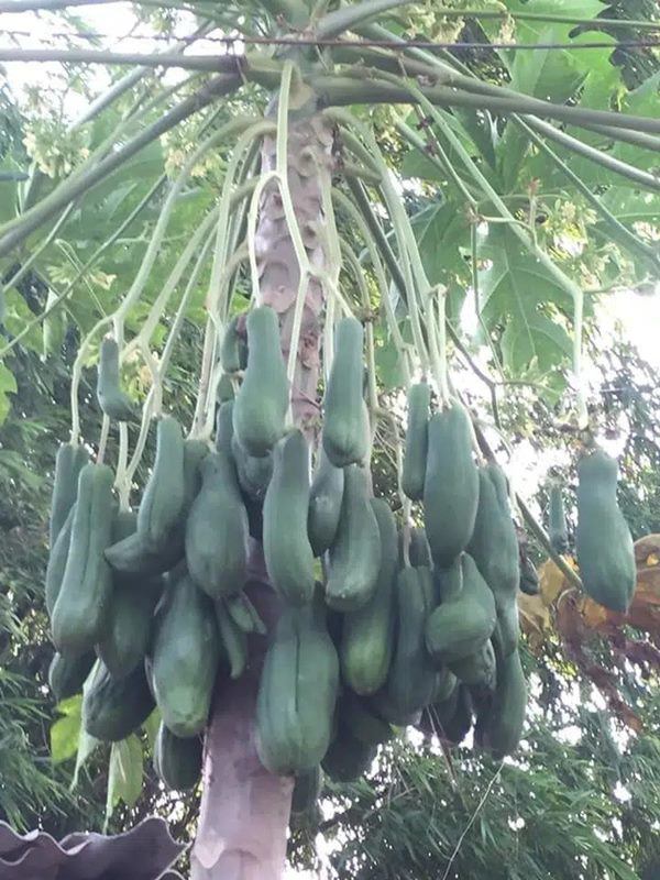 Hạt Giống Cây Đu Đủ Đực