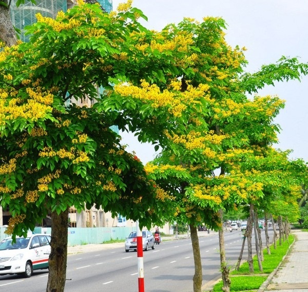 Hạt Giống Cây Giáng Hương