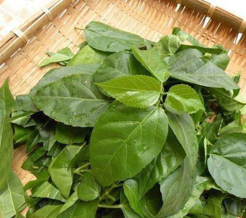 Hạt giống cây lá cách là cách biển, lá vọng cách