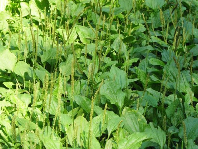 Hạt Giống Rau Mã Đề - Gói 1gram