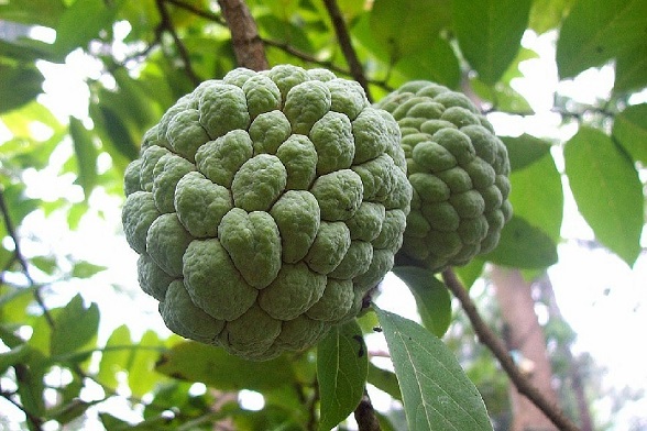 Hạt Giống Cây Na Dai ( Mãng Cầu Ta )