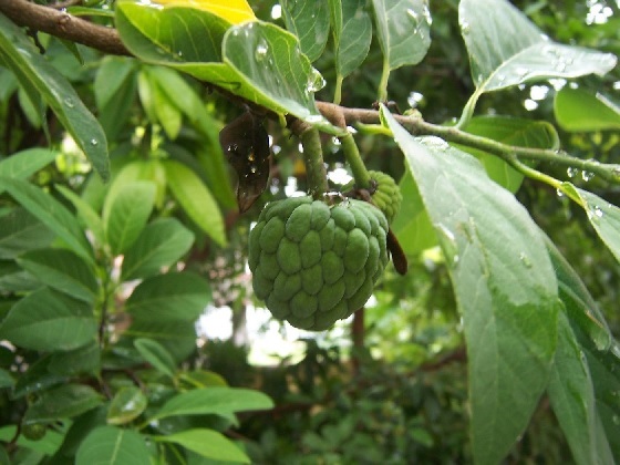 Hạt Giống Cây Na Dai ( Mãng Cầu Ta )