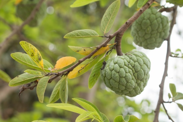Hạt Giống Cây Na Dai ( Mãng Cầu Ta )