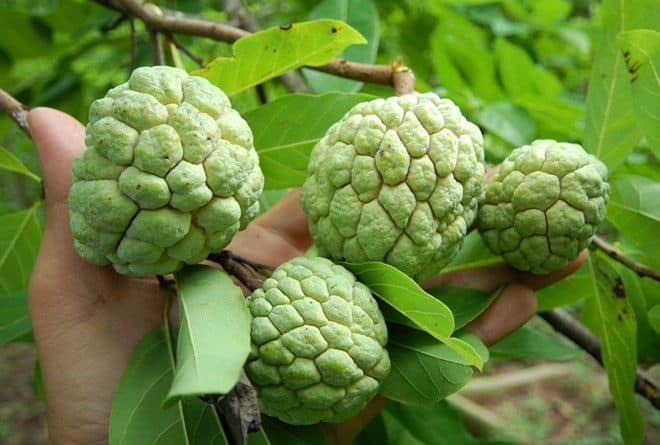 Hạt Giống Cây Na Dai ( Mãng Cầu Ta )