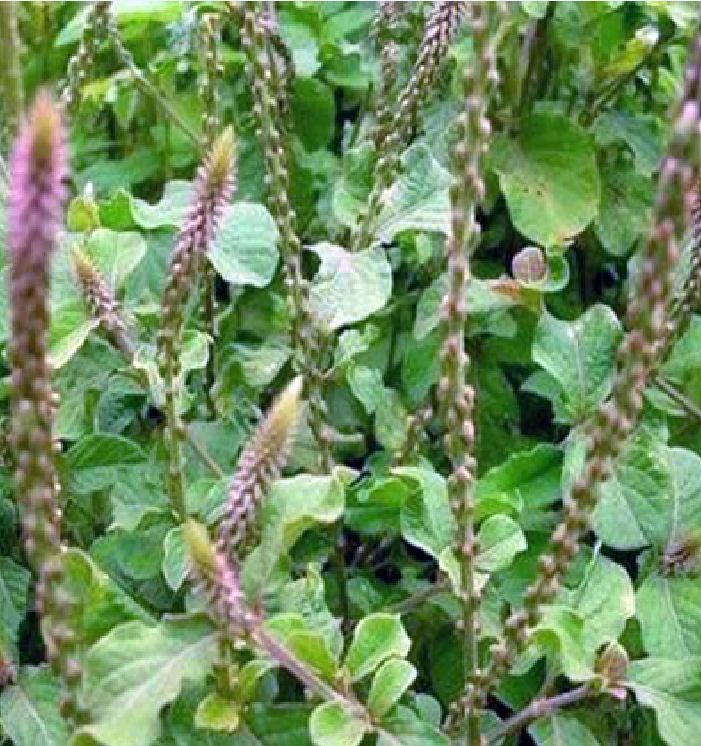 Hạt Giống Cây Ngưu Tất