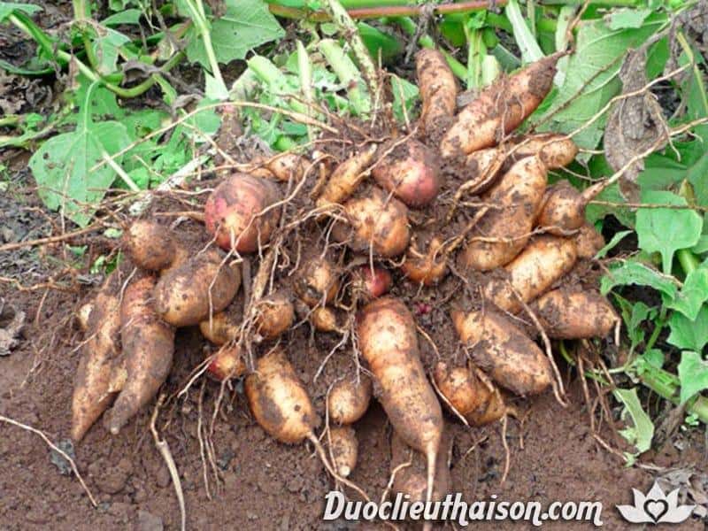 Hạt Giống Sâm Đất Thổ Sâm