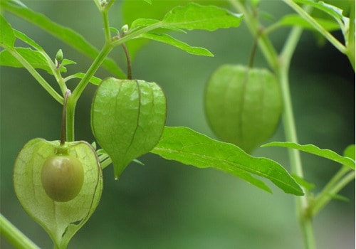 Hạt Giống Thù Lù Nam Mỹ Gold