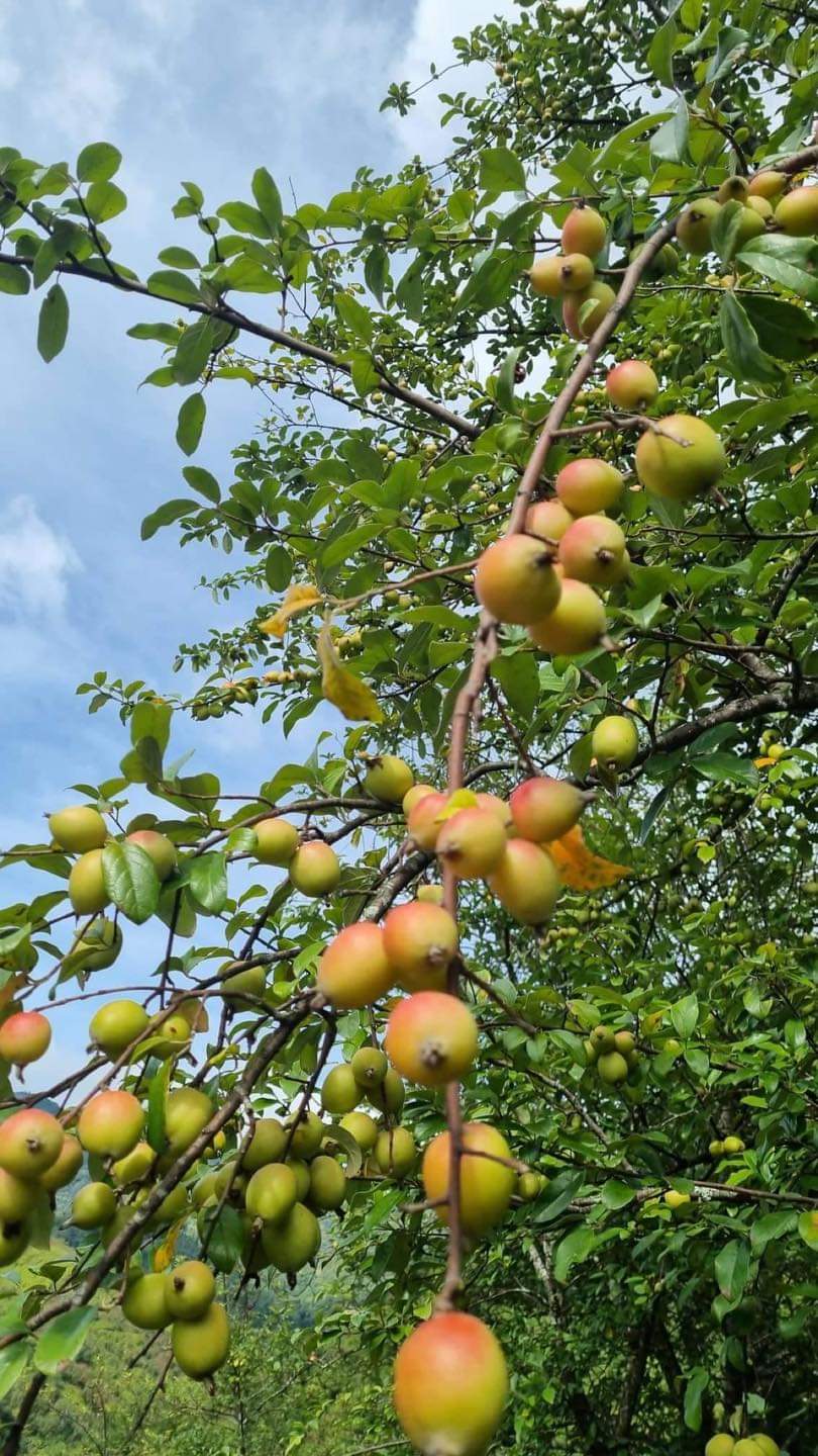 Hạt giống cây táo mèo gói 20 hạt