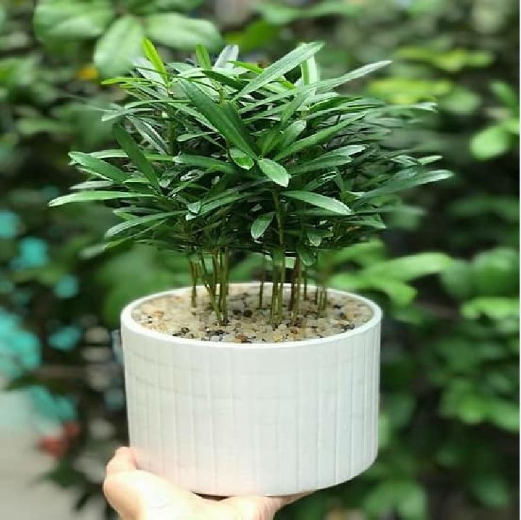 Hạt Giống Cây Tùng
